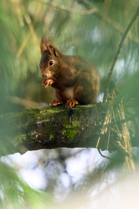 Eichhörnchen in Frechen