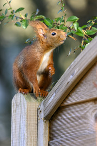 Eichhörnchen in Frechen