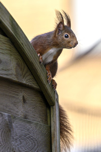 Eichhörnchen in Frechen