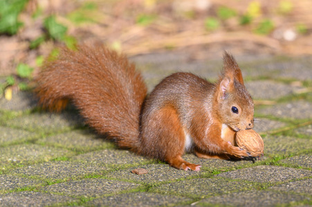 Eichhörnchen in Frechen