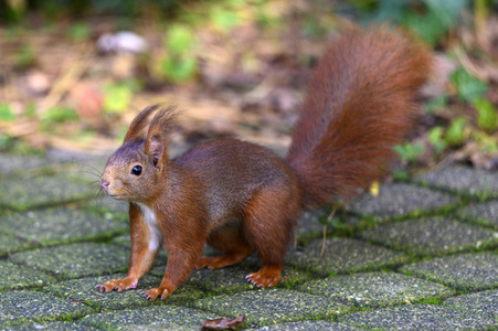 Eichhörnchen in Frechen
