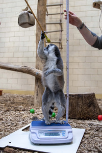 Inventur im Thüringer Zoopark Erfurt