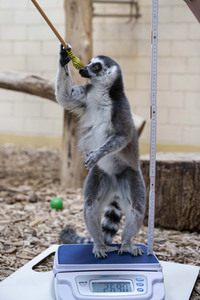 Inventur im Thüringer Zoopark Erfurt
