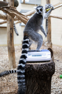 Inventur im Thüringer Zoopark Erfurt