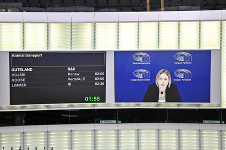 Plenartagung über Tiertransporte im EU-Parlament in Straßburg