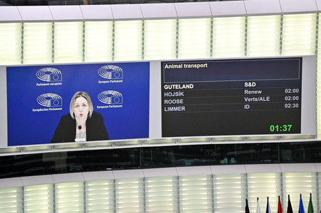 Plenartagung über Tiertransporte im EU-Parlament in Straßburg