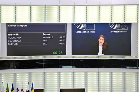 Plenartagung über Tiertransporte im EU-Parlament in Straßburg