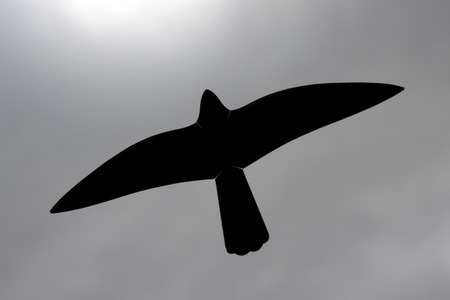 Symbolfoto Greifvogelsilhouette