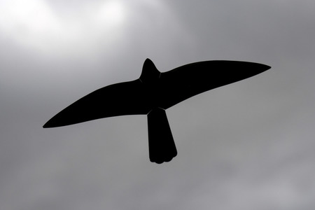 Symbolfoto Greifvogelsilhouette