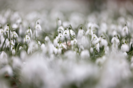 Symbolfoto Schneeglöckchen
