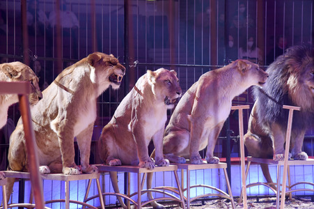 Vorpremiere vom Circus Krone Winterprogramm 'New Memories' in München