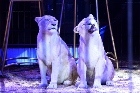 Vorpremiere vom Circus Krone Winterprogramm 'New Memories' in München