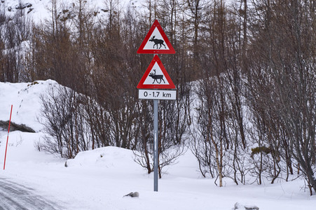 Rentiere in Sommaroy