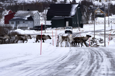 Rentiere in Sommaroy