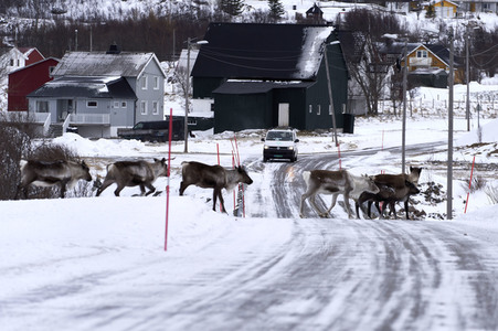 Rentiere in Sommaroy