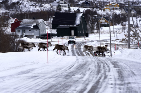 Rentiere in Sommaroy
