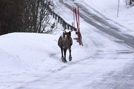 Rentiere in Sommaroy