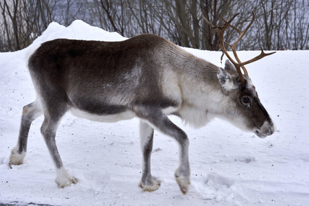 Rentiere in Sommaroy