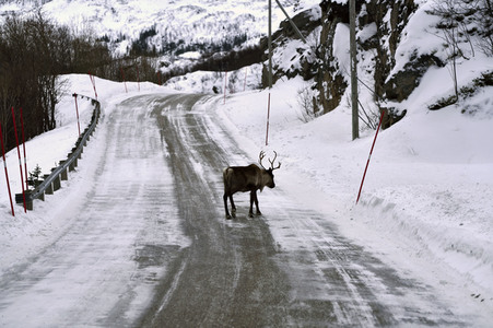 Rentiere in Sommaroy