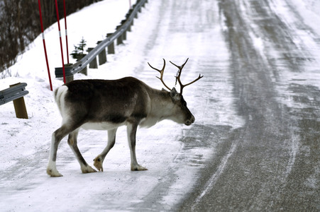 Rentiere in Sommaroy