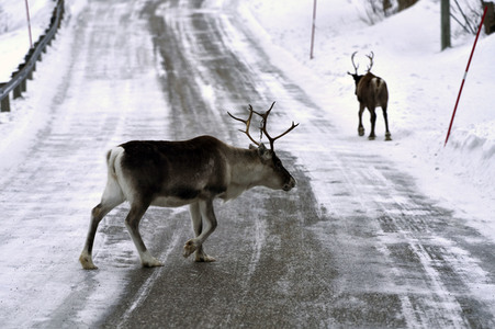 Rentiere in Sommaroy