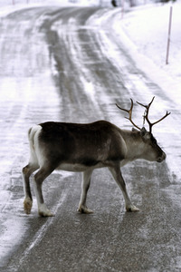 Rentiere in Sommaroy