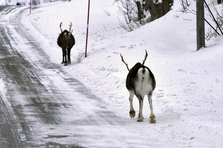 Rentiere in Sommaroy