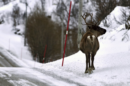 Rentiere in Sommaroy