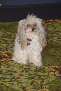 Serienpremiere 'Shining Vale' in Los Angeles