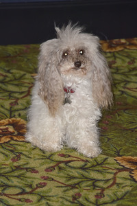 Serienpremiere 'Shining Vale' in Los Angeles