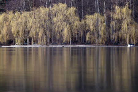 Symbolfoto Trauerweiden