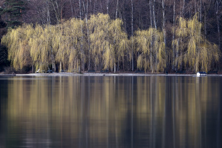 Symbolfoto Trauerweiden