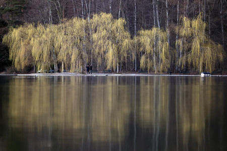 Symbolfoto Trauerweiden