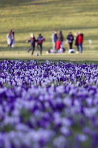 Symbolfoto Krokusse im Park
