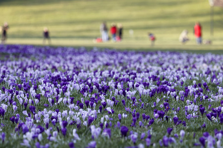 Symbolfoto Krokusse im Park