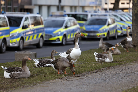 Symbolfoto Polizei