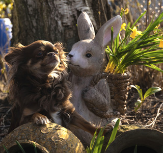 Symbolfoto Osterhase