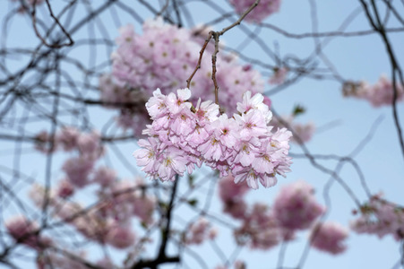 Kirschblüte in Berlin