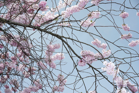 Kirschblüte in Berlin