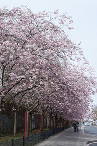 Kirschblüte in Berlin