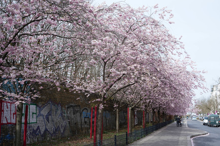 Kirschblüte in Berlin