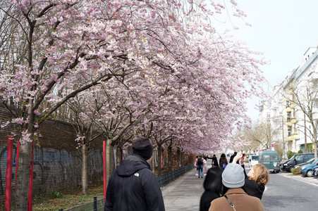 Kirschblüte in Berlin