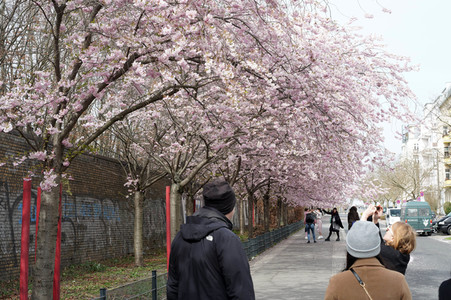 Kirschblüte in Berlin