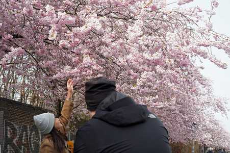 Kirschblüte in Berlin
