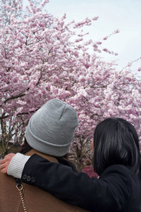 Kirschblüte in Berlin