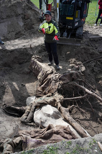 Fototermin Sondierungsgrabungen vom 'Weißen Stier vom Humboldthain' in Berlin