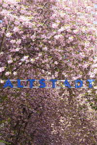 Kirschblüte 2022 in Bonn