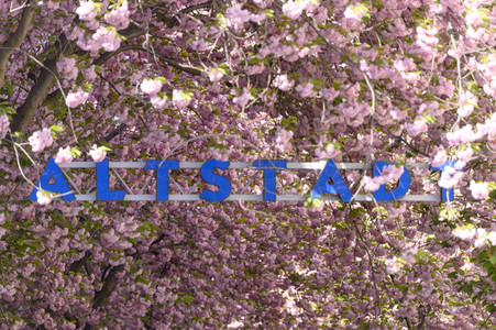 Kirschblüte 2022 in Bonn