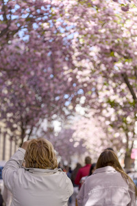 Kirschblüte 2022 in Bonn