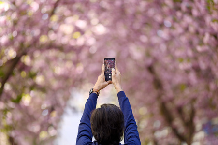Kirschblüte 2022 in Bonn